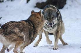 Angry Wolf 153 By Azurehowlshilach On Deviantart Wolf Poses Angry Wolf Wolves Fighting