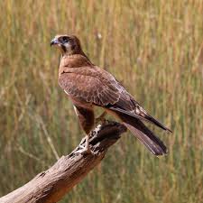 Birds Of Prey Animals Wiki Brown Falcon Wikipedia The Free Encyclopedia Bird Life List Animals Great Barrier Reef