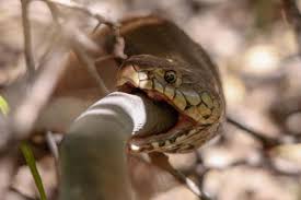 Operation sea lion, also written as operation sealion (german: Mozambique Spitting Cobra Makes A Meal Of A Black Mamba Predator Vs Prey Earth Touch News