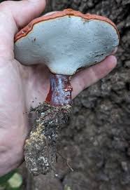 Image result for Ganoderma curtisii