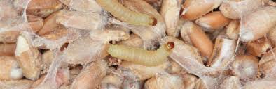 Des nombreux facteurs, tels que présence d'animaux domestiques, d'enfants, de plantes et la location de les mites sont des insectes décomposeurs dont les larves se nourrissent de vêtements dans un cas et dans l'autre des arbres fruitiers et des meubles. Les Mites Alimentaires La Pause Jardin