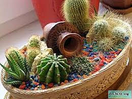 Cacti are native to the americas and can be found from the southern tip of south america to western. Cum SÄƒ PlantaÈ›i Un Cactus FÄƒrÄƒ RÄƒdÄƒcini Toate Metodele De Propagare A Plantelor Etapele Procedurii Alegerea CorectÄƒ A Ghiveciului È™i A PÄƒmantului Precum È™i Ingrijirea UlterioarÄƒ A Florilor Plante De AcasÄƒ
