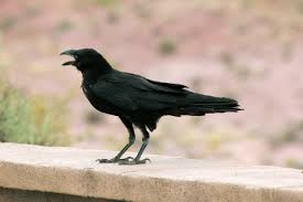 I barely have any sewing skills, so please know that this costume is when you like how it's sitting, add a tiny dab of hot glue on the base of the feather on top when you're done with the first row, add glue to a longer feather, from the base a. Chihuahuan Raven Wikipedia