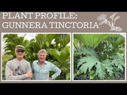 Image result for Gunnera