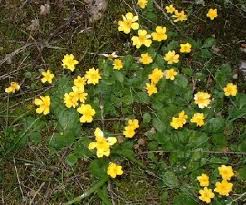 Image result for Whitfieldia brazzae