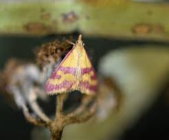 Image result for Pyrausta sanguinalis