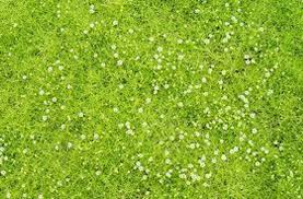 Image result for Sagina abyssinica