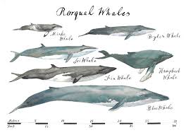Delfin mandala malvorlagen ausmalen ausmalbilder. My Recent Illustrated Whale Chart Showing Rorqual Whales To Scale Www Camillaseddon Com Wale Blauwal Tiere