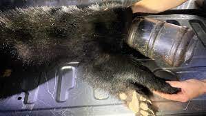 Bear cub with head stuck in plastic container rescued after two months