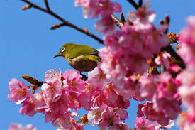 All other trademarks and copyrights are the property of their respective holders. ä¼Šè±†ã®æ˜¥ æ²³æ´¥æ¡œ2021å¹´ã®é–‹èŠ±äºˆæƒ³ã¯ è¦‹é ƒæ™‚æœŸã¯ã„ã¤é ƒ