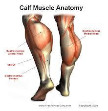 Calf Muscle Anatomy Health Fitness Calf Muscle Anatomy