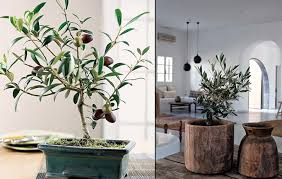 Pour ce faire, vous devez les isoler des vous pourrez aussi opter pour un voile d'hivernage. Tramier Cultiver Un Olivier Chez Soi