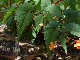 Image result for Begonia sutherlandii
