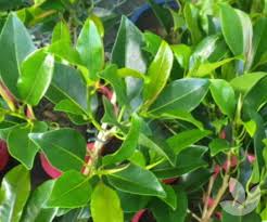Image result for Ficus obliqua
