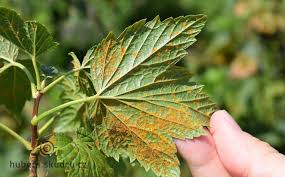 Image result for rez rzivost ostru%u017Einy