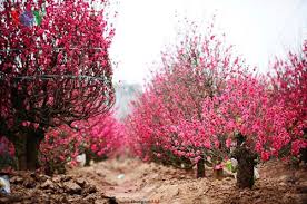 Nhat Tan peach Village