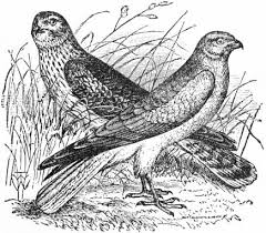 The Project Gutenberg eBook of Encyclopædia Britannica, Volume XIII Slice I 