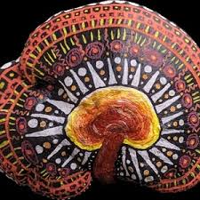 Image result for Ganoderma curtisii