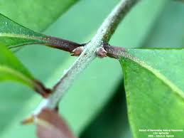 Image result for Uvaria acuminata
