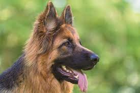 Ein rassetypischer, kurzhaariger schäferhund schaut sehr aufmerksam auf seinen menschen. Deutscher Schaferhund Ernahrung Welches Futter Ist Das Beste