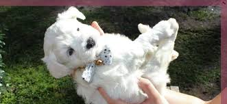 Locate puppies around the state of mississippi to gain your next companion. About Loyal Luv S Schnauzers Carriere Ms