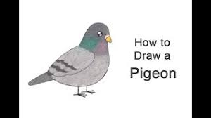 How To Draw A Pigeon (Cartoon) - Youtube