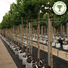 Maybe you would like to learn more about one of these? Heptacodium Miconioides Buy Mature Seven Son Flower Trees