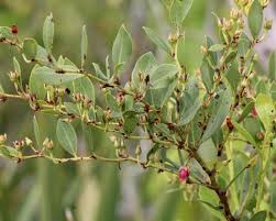 Image result for Rawsonia lucida