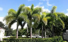 Image result for Wodyetia bifurcata