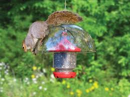 Bird Feeder Protection From Squirrels Hanging Squirrel Baffle This Unbreakable Baffle Doesn T Just Help Keep Squirrels Out Of Your Feeder With Images Bird Feeders Squirrel Proof Bird Feeders Caged Bird Feeders
