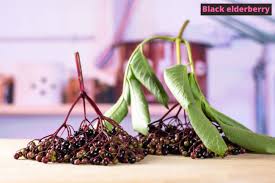 Elderberries usually ripen throughout the months of august to october, depending upon the weather and area of the country. Elderberries Healthy Or Toxic Wholesome Children