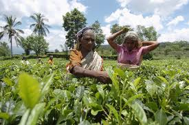 There are several thousands of other such families in the tea plantation sector in sri lanka, in the very same predicament. Tea Workers Still Fighting For Land Rights In Sri Lanka Uca News