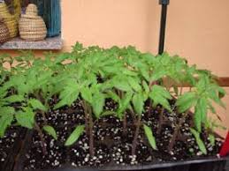 Como Cultivar Tomates En Sus Huertos Caseros Huerto Casero Cultivar Tomates Huerto