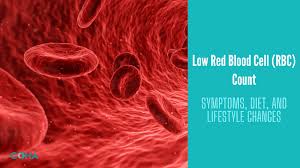 Image result for Red Blood Cell