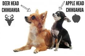 These vivacious little dogs take the world in their stride. Apple Head Vs Deer Head Chihuahua Know The Difference Guide
