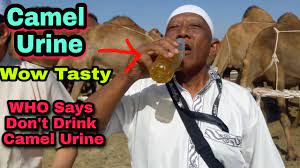 Prophetic medicine advocate drinking camel urine to prevent coronavirrus in an unkonwn location in iran. Muslim Drink Camel Urine Because Its Mention In Hadith Camel Urine In Islam Who Say Don T Drink Youtube