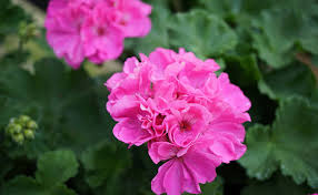 Maybe you would like to learn more about one of these? Top 10 Best Smelling Flowers For Indoors Floweraura