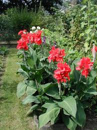 Pruning your canna lilies can also reduce the weight of the stems, thereby resulting in less of your tall stalks falling over ruining the overall look of the plant. How To Winter Canna Bulbs Canna Lily Care Lily Plants Lily Care