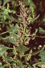 Image result for Oxygonum pachybasis