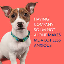 Tire them out so their alone time will be more. Teach Your Dog It S Ok To Be Left Alone Rspca