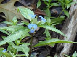 Image result for Commelina congesta