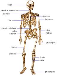 Hard, dense bone tissue that is beneath the outer membrane of a bone. Bones And Muscles Human Anatomy Reference Human Body Bones Bones And Muscles