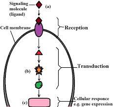 Four Steps Of Cell Signaling Definition Pathways And Technology Cell Processes Cell Cell Membrane