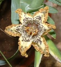 Image result for Ferraria glutinosa