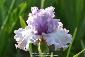 Photo Of The Bloom Of Tall Bearded Iris Iris Crystal Gazer Posted By Serjio Garden Org