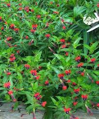 Cuphea Firecracker Plant Cuphea Plant Plants Hummingbird Plants