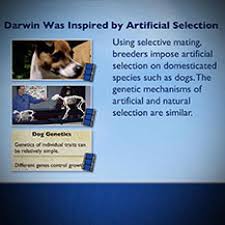 Artificial selection gizmo answer keyevolution natural and artificial selection gizmo answer key getting the books evolution natural and artificial selection gizmo answer key now is not type of challenging means. Natural And Artificial Selection