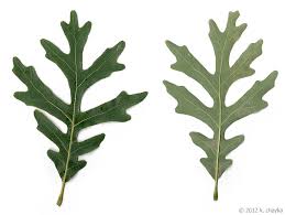 Image result for white oak leaf