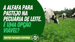 A Alfafa Para Pastejo Na Pecu&aacute;ria De Leite. &Eacute; Uma Op&ccedil;&atilde;o Vi&aacute;vel? Doutor  Pastagem Responde