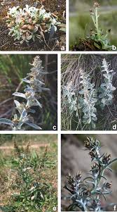 Image result for Gnaphalium austroafricanum